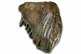Gorgeous, Fossil Woolly Mammoth Upper M Molar - Poland #370385-5